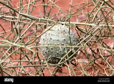 Nara (Acanthosicyos horridus) - Namibia Africa Stock Photo - Alamy