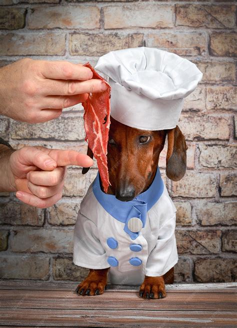 Premium Photo | Red dachshund dog in a chefs costume looks at the meat