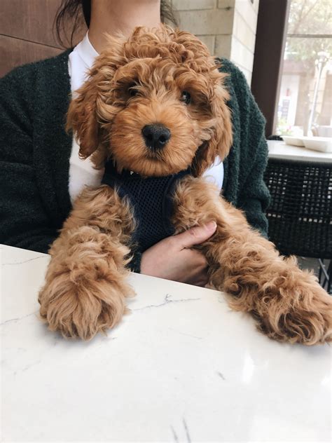 Cockapoo Puppies For Sale In Nc Cheap - FERQQI