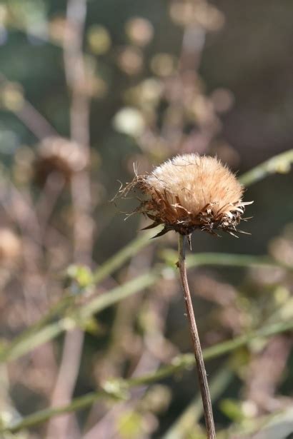 tall dry thistle type plant  stock photo public domain pictures
