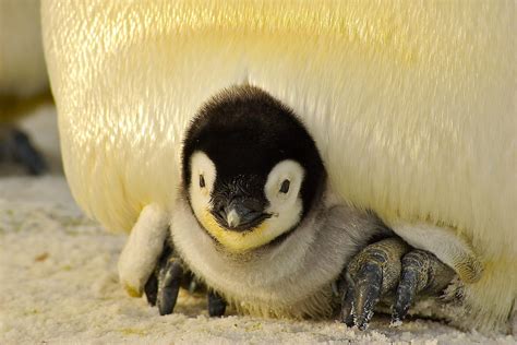 Penguin Baby Antarctic · Free photo on Pixabay