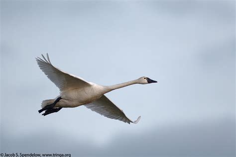 Tundra Swan 3