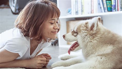 how to stop a dog from scratching