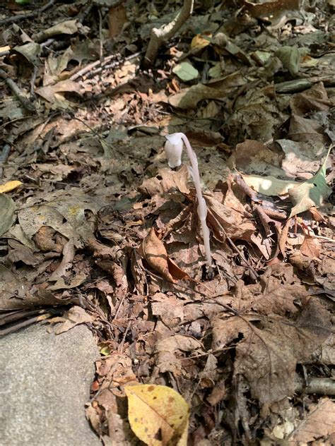 Saw these on a hike in Upstate NY : r/mycology