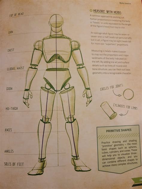 Chest Anatomy