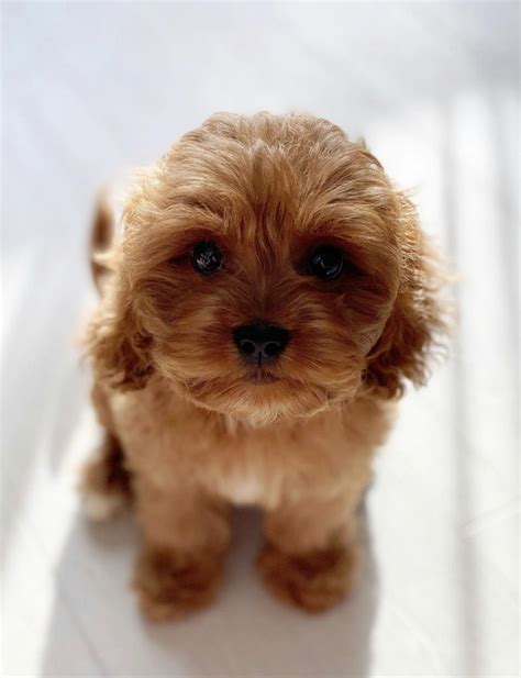 Кавапу - все про породу — Maltipoo World