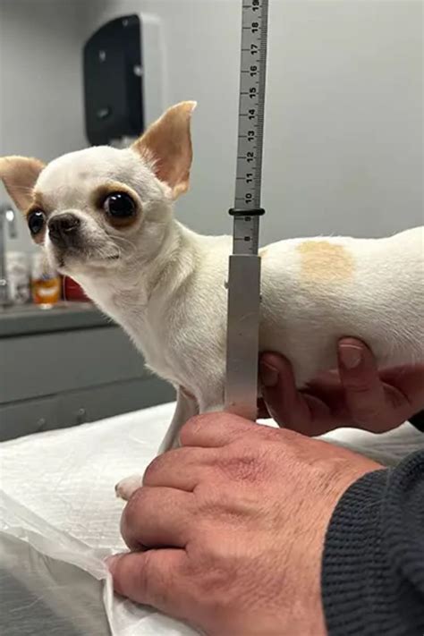 Qual O Menor Cão Do Mundo - Conheça Pearl, chihuahua de 9 centímetros eleita menor cão do mundo ...