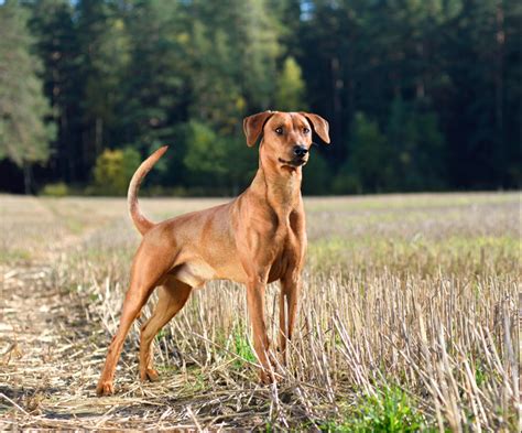 Pinscher Allemand : histoire, caractéristiques, éducation et coût