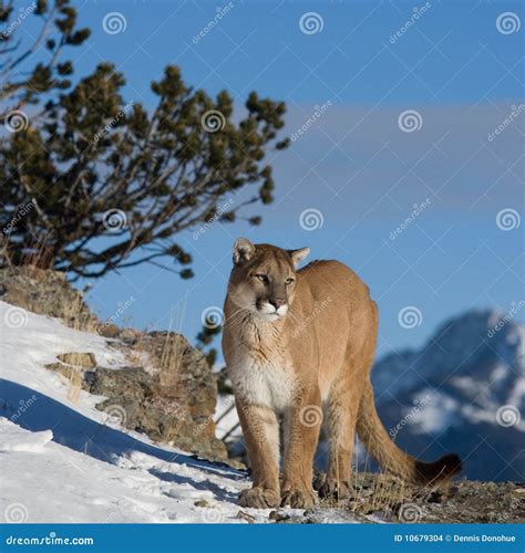 Mountain Lion Looking into Valley Stock Photo - Image of intense