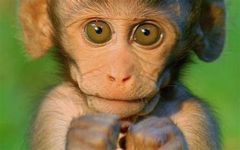Download Funny Monkey In Green Wallpaper | Wallpapers.com