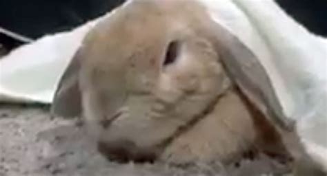 Animals Archives - Sun Gazing