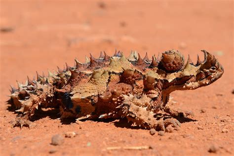 Small Animal Talk: Date with a thorny devil