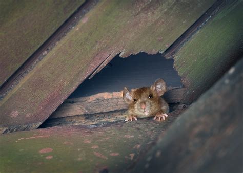Rat Damage - TruNorth Pest Control