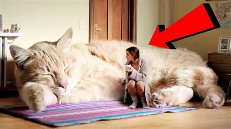 TOP 5 Největší kočky z celého světa - YouTube