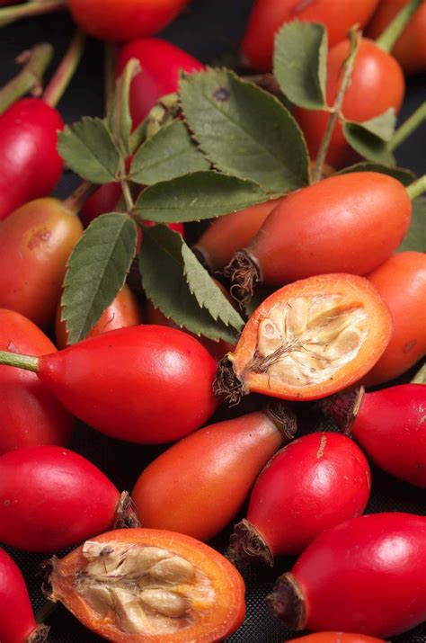 Rosa rugosa (Rose Hips) Extract - Linden Botanicals