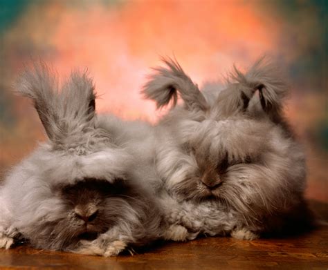 Worlds Fluffiest Rabbit
