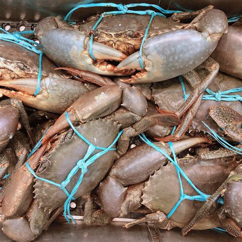 LIVE MALE MUD CRABS 1KG - 1.2KG (1 CRAB) | Claudio's Seafoods