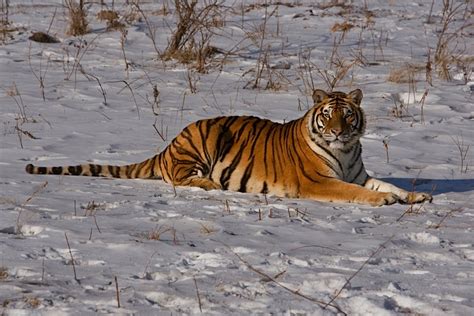 Siberian Beauty