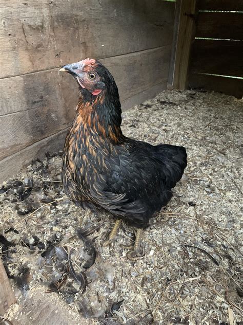 This is Toes. Short for F’ed Up Toes. Sweetest bird I’ve ever known