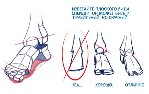Анатомия. Ноги - CG Магнит