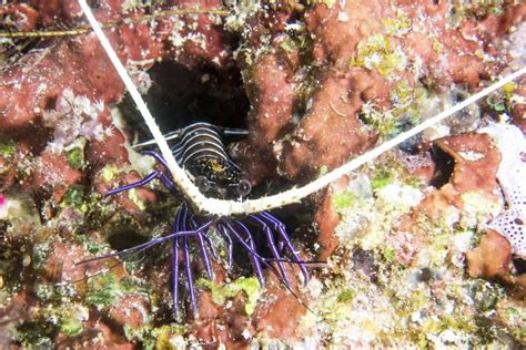 The Painted Rock Lobster (Juvenile) - Whats That Fish!