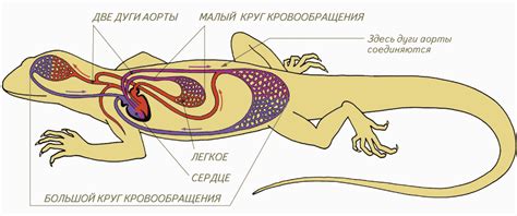 Класс Пресмыкающиеся или Рептилии (Reptilia) • СПАДИЛО