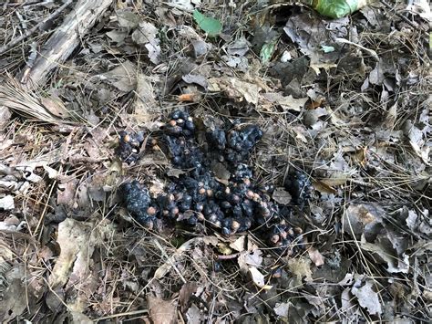 Black Bear Poop