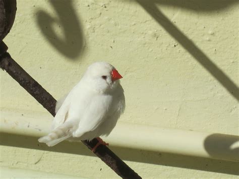 Baby Zebra Finches