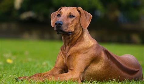 orange dog breeds  brighten  day purewow