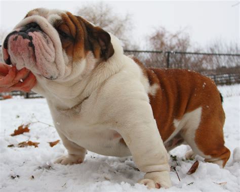 English Bulldog Kinds at Andrew Kramer blog