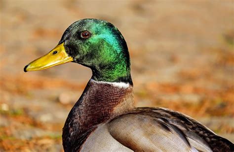 300,000+ Free Ducks Wallpaper & Duck Images - Pixabay
