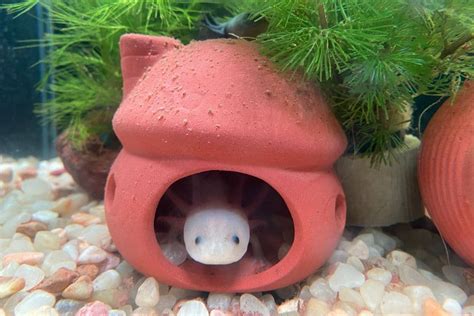 Axolotl Tank Setup: Tips & Ideas for A Healthy Habitat