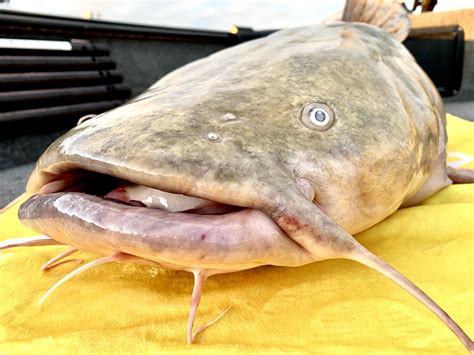 angler releases  record flathead   wouldnt eat