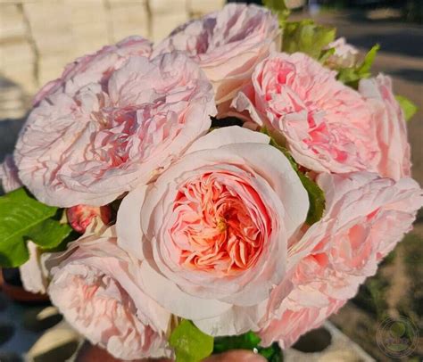 Саженец Роза Клер Роуз (Rosa Claire Rose) купить в Москве по низкой ...