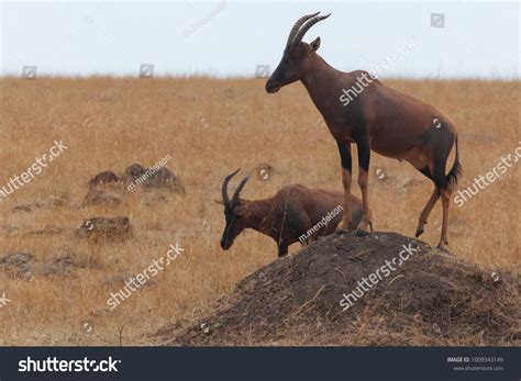 1,960 Topi Animal Images, Stock Photos & Vectors | Shutterstock