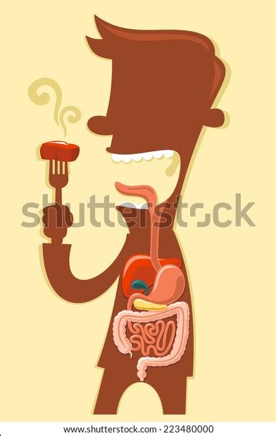 Human Digestive System Cartoon Photos and Images | Shutterstock