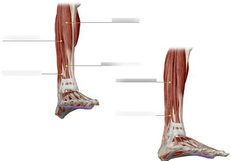 bio   leg part  diagram quizlet