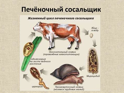 Эволюция системы размножения - online presentation