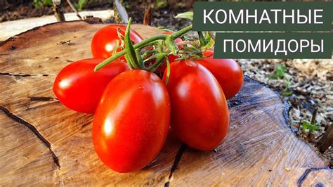 ТОМАТЫ НА ОКНЕ. Сорт томата Комнатный Сюрприз🍅 - YouTube