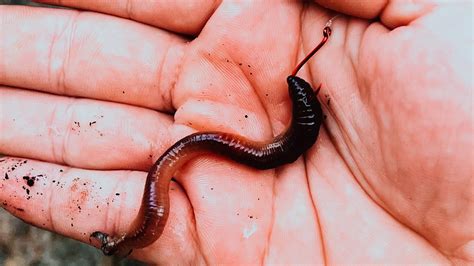 bait trout tactics  streams crash  wiredfish