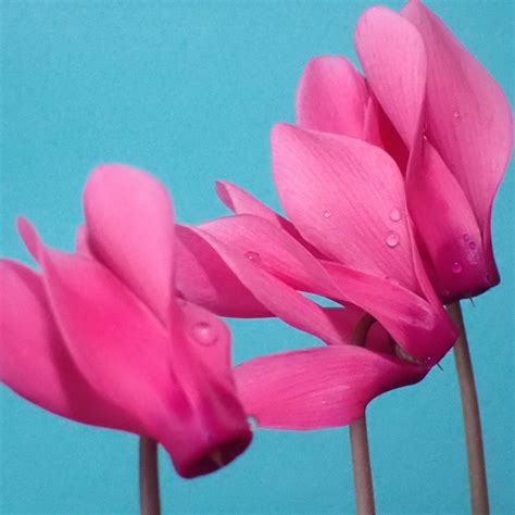 Hardy Cyclamen | Akron Zoo
