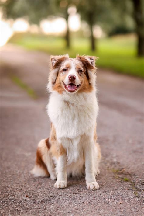 Australian shepherd · Free Stock Photo