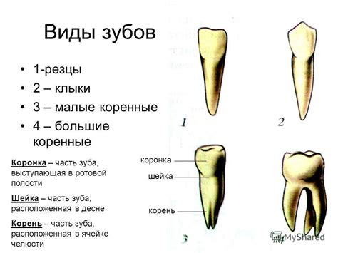 Презентация на тему: "Строение и функции пищеварительной системы ...