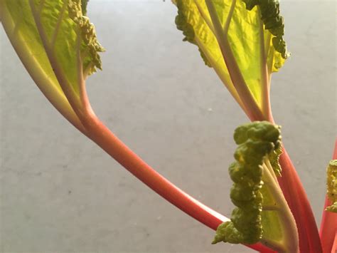 Force Rhubarb Indoors — Food Garden Life: Edible Garden, Vegetable