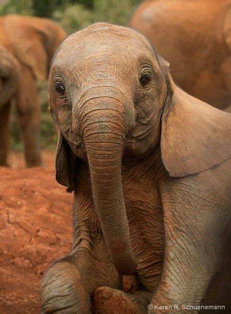 698 beste afbeeldingen van Happy animals - Dieren, Schattige dieren en ...
