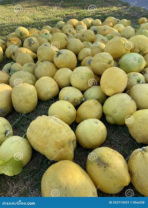 Huge Pile of Lemons, Large Thick Skinned Lemons Stock Image - Image of