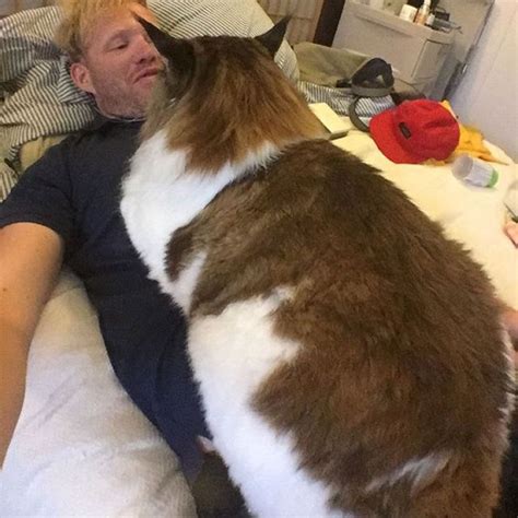 20 Photos of the World's Largest Pet Cats You Have Never Seen Before!