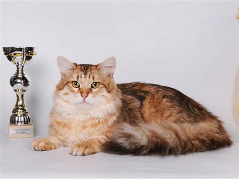Сибирские коты