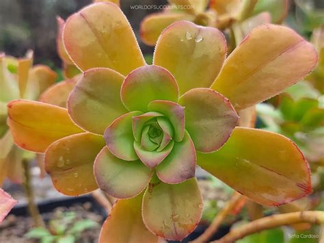 Aeonium gorgoneum - World of Succulents