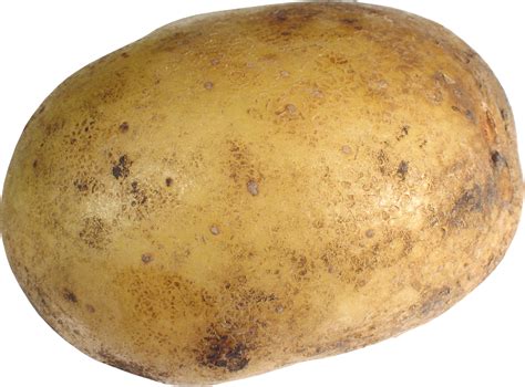 potato high quality  png image